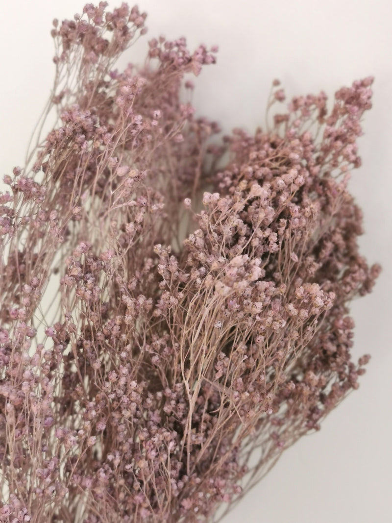 Misty Lilac Broom Bloom | Dried Flowers