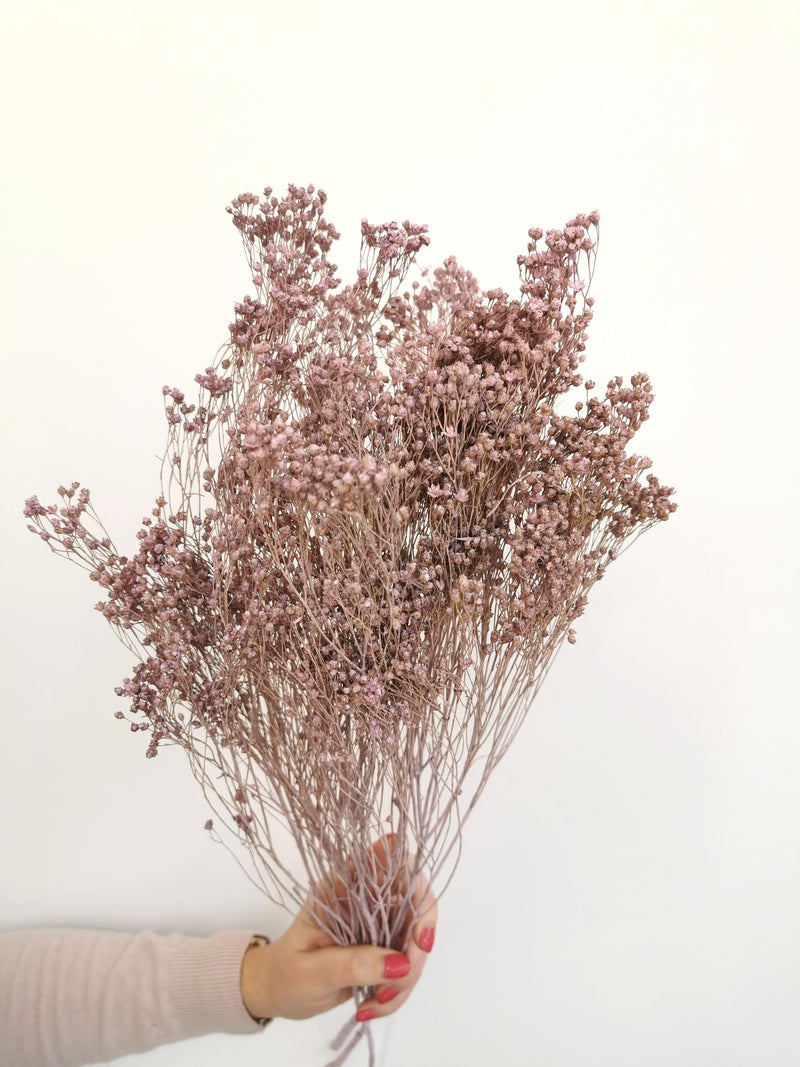 Misty Lilac Broom Bloom | Dried Flowers