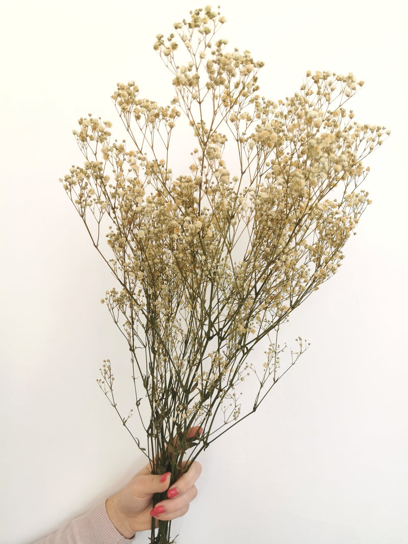 Natural Dried Gypsophila |Flower Bunc