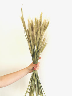 *New* Green Wheat 'Triticum' Dried Grass Bunch