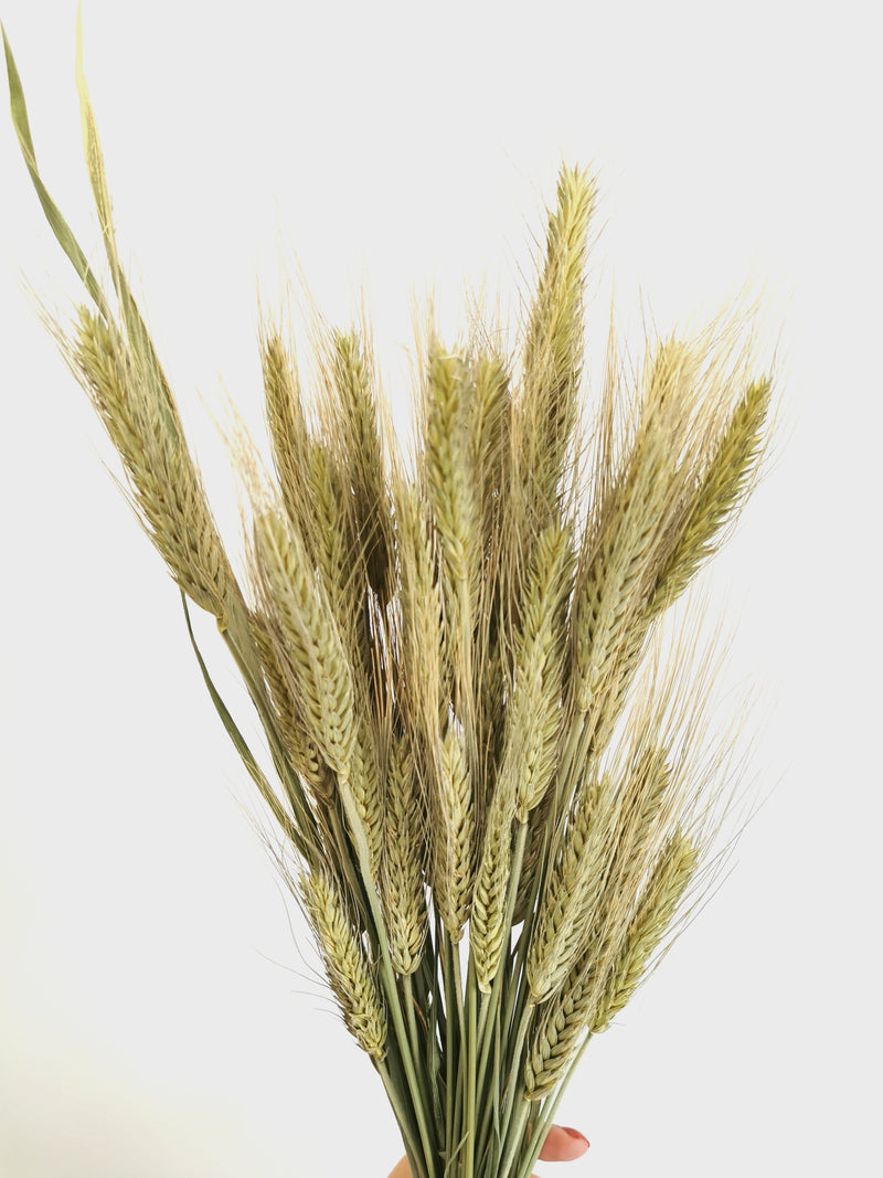 *New* Green Wheat 'Triticum' Dried Grass Bunch