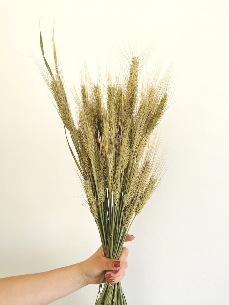 *New* Green Wheat 'Triticum' Dried Grass Bunch